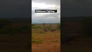 Wildebeest Fighting!