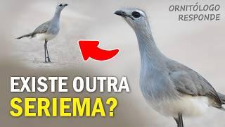 Existe OUTRA ESPÉCIE de SERIEMA? Aves Incendiárias? Ornitólogo Responde 46