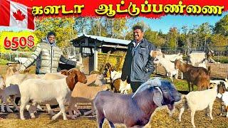 கனடாவில் தமிழரின்   ஆட்டுபண்ணை! Canada Goat Farm ,