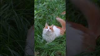 Time spent with PKU cats