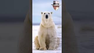 Beyond the_WHITE: The_MYSTERIES_of_POLAR_BEAR_FUR #CuriosityCorner #PolarBear