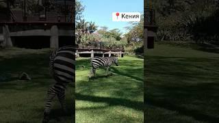 #африка #kenya #africansafari #nature #зебра #zebra #africantourism