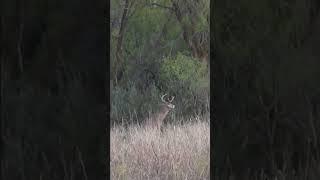 Piledriver  457 airgun deer hunt