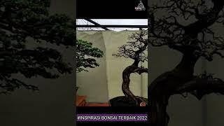 #Inspirasi Kumpulan Bonsai Terbaik Di Indonesia, Cocok Untuk Pemula