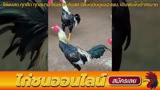 เว็บแทงไก่ชน ฝากถอน ไม่มีขั้นต่ำ เทปบันทึก ไก่ชน เงินล้าน ทุกสนาม ล่าสุด ufabet ไก่ชน