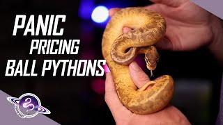 PANIC Pricing Ball Pythons | #ballpython #snake #reptiles