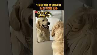 거울을 처음 본 댕댕이가 보인 귀여운 반응
