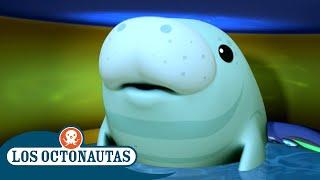 Los Octonautas - Los Manatíes | Episodios Completos