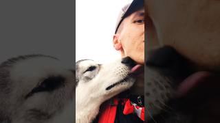 Ходити в походи з собакою завжди цікаво #карпати #похід #маламут