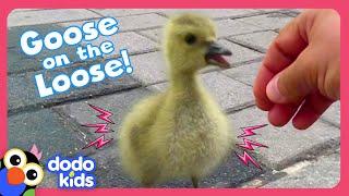 Who Will Help This Baby Goose Find His Family? | Dodo Kids | Rescued!