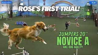 Rose's FIRST AKC AGILITY Trial! | Novice A 20" 3/1/2025