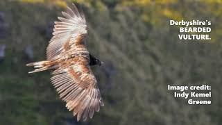 Derbyshire's Bearded Vulture | So Derbyshire