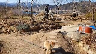 용담 초기