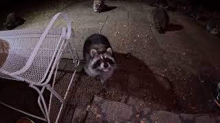 Raccoons walk, clap and talk for cookies #shorts