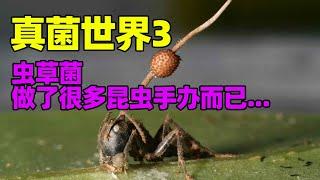 真菌世界3: 冬虫夏草菌的操控细节有多恐怖?哺乳动物将来有被操控的可能吗