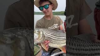 The Tiger Fish! Look at those teeth. #africa #fishing #tigerfish