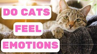 Do Cats Feel Emotions? Insights from Research and Behavior Experts