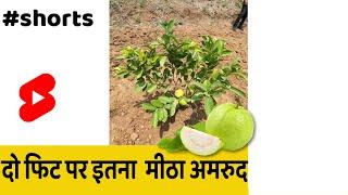 2 Feet pr 2Kilo Fruits #shorts #indianfarmer #food | Guava Farming