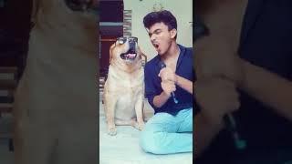 singing dog #shorts | Anant rastogi