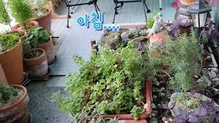 아침 베란다정원  숨고르기(앤의힐링라이프)