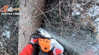 Stihl MS 500 i die 1  Motorsäge mit Einspritzanlage beim Fällen und Entasten