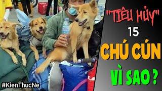 " T.I.Ê.U H.Ủ.Y " 15 chú cún vì sao DÃ MAN vậy?  [KienThucNe - Dưa Leo DBTT]