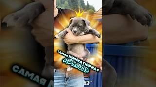 Собака, которая уживается даже в самой маленькой студии! Поистине миниатюрный щенок 