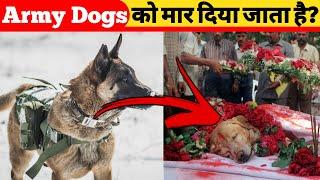 What Happens To Indian Army Dogs After Retirement | amazing facts | Manish Jodhpuri