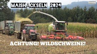 WILDSCHWEINE im Mais - Claas Jaguar 970 - LU Thurmeier in action - Kemper 490 plus - Maisernte 2024