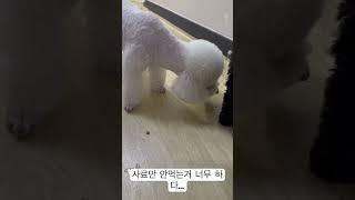 사료거부 강휴지... #shorts