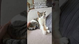 눈빛 하나로 모든 감정을 표현하는 고양이.별이야 “삐졌어?”#일상#사랑#다묘#cat