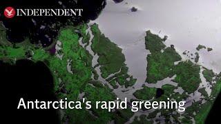 Satellite images show Antarctica is turning ‘green’ faster than previously thought