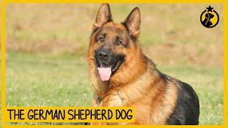 German Shepherd: Attributes, Personality and Training