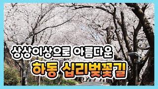 하동 십리벚꽃길 한국의 아름다운 길 - korea travel