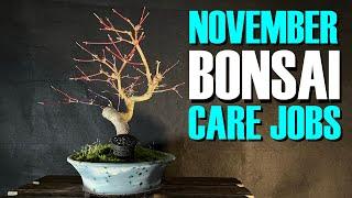 Essential November Bonsai Care