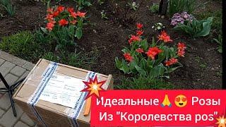 СУПЕР сорта и СУПЕР саженцы из "Королевства роз"