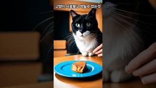 고양이 사료말고 먹을수 있는것들. Shorts