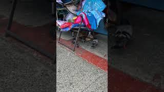 Bad birds