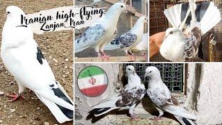 Иранские бойные голуби г. Зенджан  Iranian high-flying pigeons 