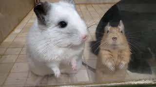 FIGHT Octodon VS chinchilla VS rabbit