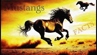 Mustang Facts: The Untamed Legends of North America