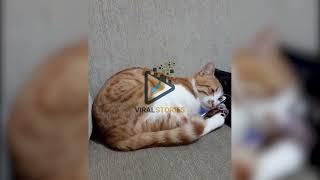 Cat Watching Dead Owner On Phone | Viral Stories