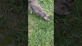 Когда добычу отобрали...  #tvsher #кот #cat #кошки