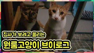 Cat, new toy, running, 1 year old cats Vlog