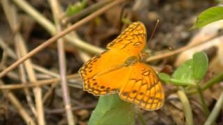 Borboleta Laranja