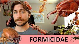 Formicidae: The Ants - Family Spotlight