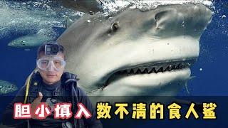 《斐济》第18天:这凶猛的公牛鲨多到数不清，非常吓人，胆小慎入！#环球旅行 #旅行攻略 #旅行  #斐济 #潜水