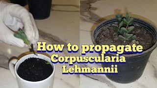 How to propagate ice plant | How to propagate Corpuscularia Lehmannii