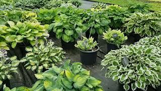 How Hosta Plants are Grown and Propagated. DUTCH-BULBS.COM