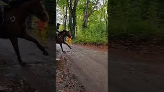Zo'n mooi paard  #paarden #equestrian #gallopinghorse  || paardenanimatiesvanisa